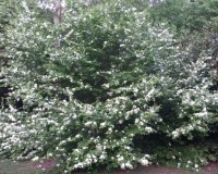 stewartia malacodendron 2.jpg